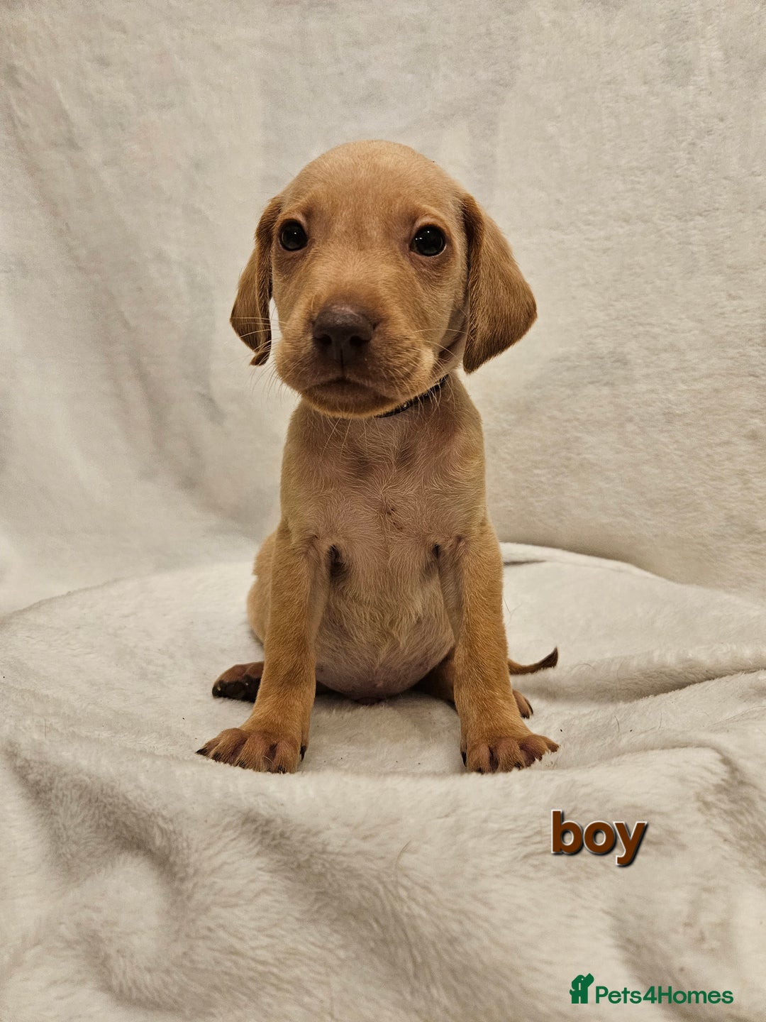Labrador Retriever dogs for sale: Gorgeous Labradors babys looking for forever home - Image 8