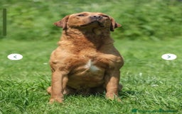 Goldador dogs for sale: Goldador  - Image 10