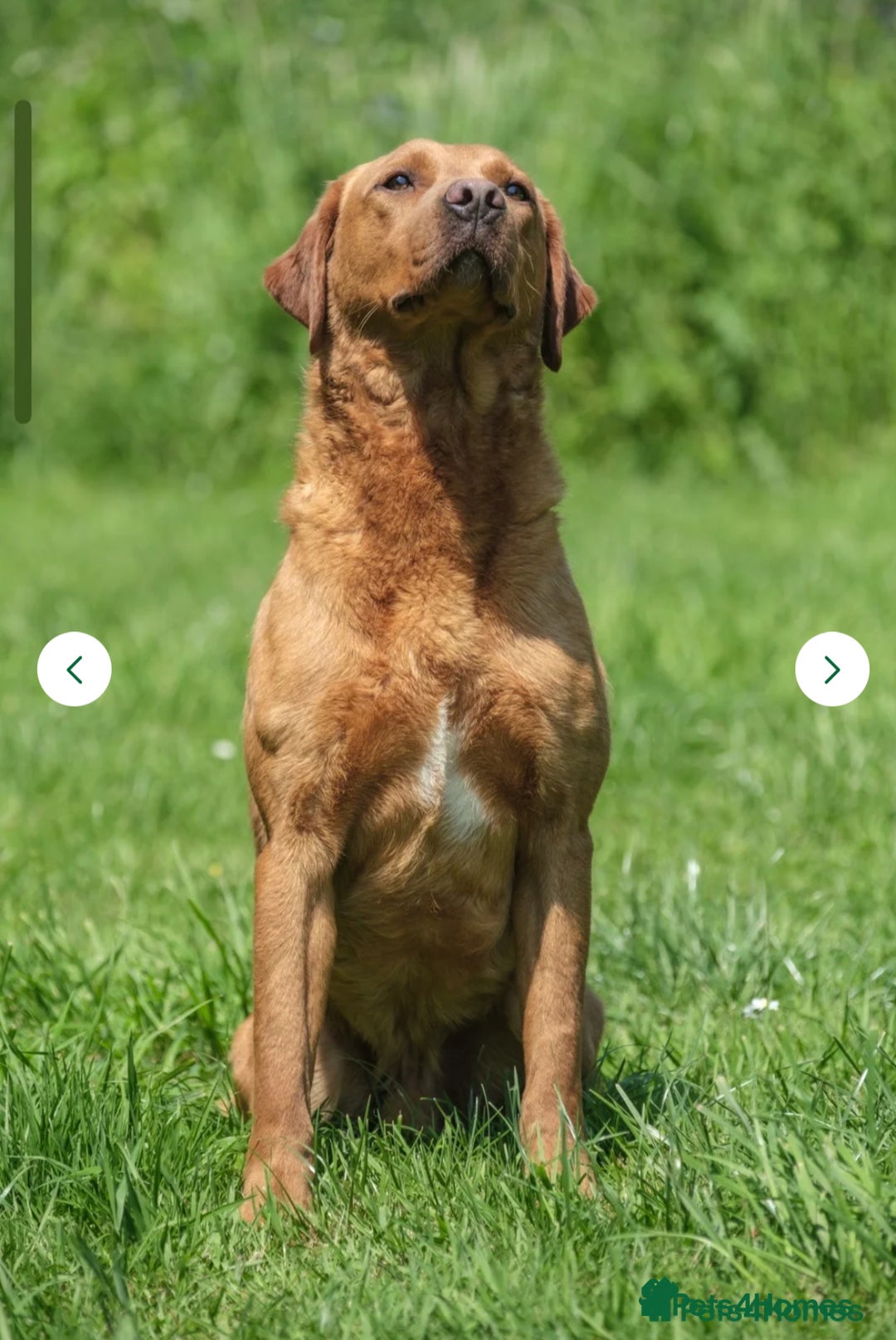Goldador dogs for sale: Goldador  - Image 10