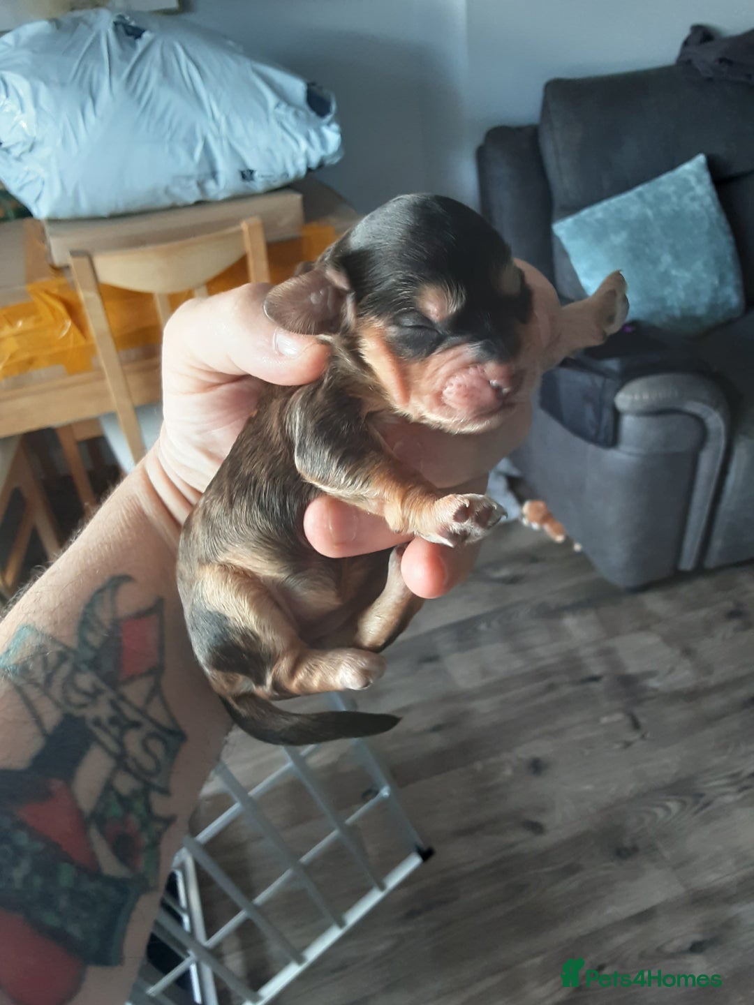 Cockapoo dogs for sale: Beautiful f1 cockapoo puppies  - Image 7