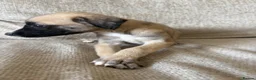 Mixed Breed dogs for sale: Whippet x lurcher pups - Advert 21