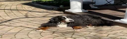 Bernese Mountain Dog dogs for sale: Bernese mountain dog pupps - Advert 2