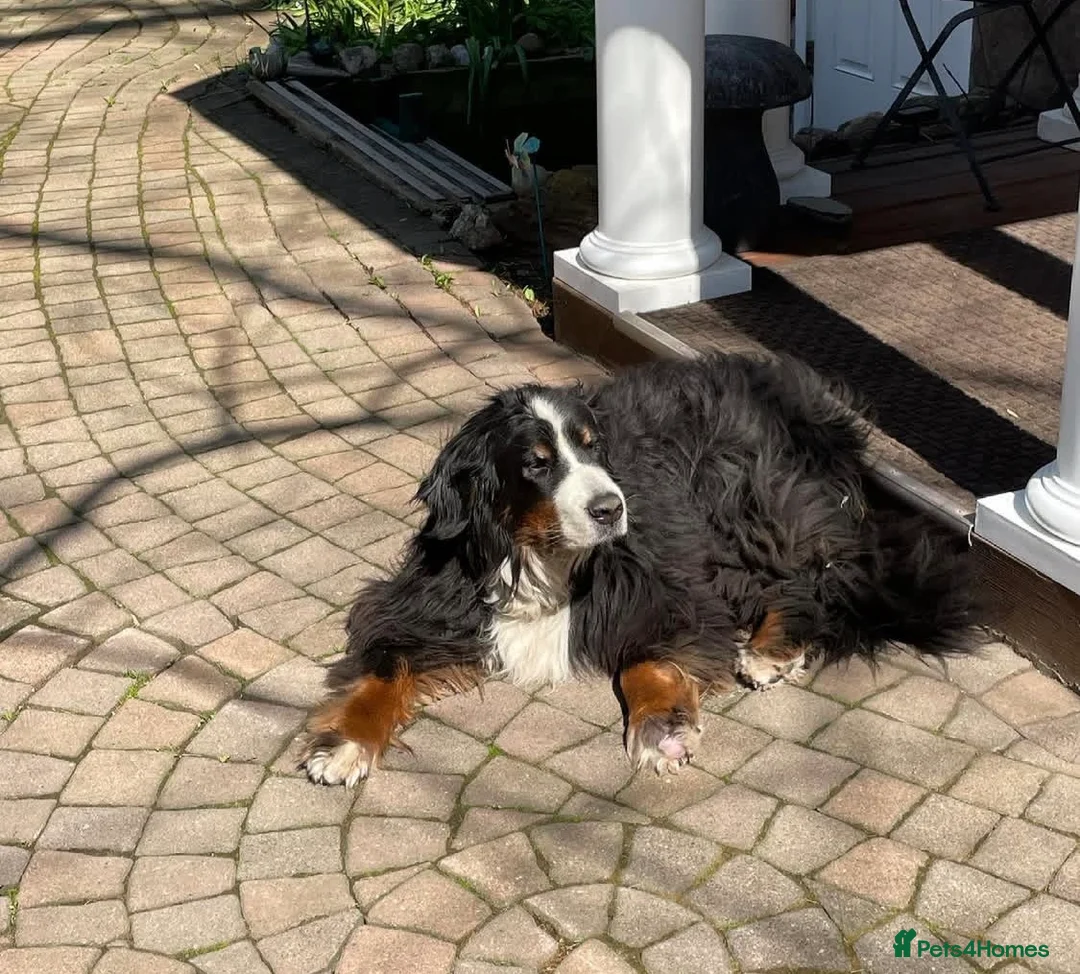 Bernese Mountain Dog dogs for sale: Bernese mountain dog pupps - Advert 2
