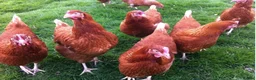 Chickens poultry for sale: Quality Point of Lay Pullets in Ambleside - Advert 1