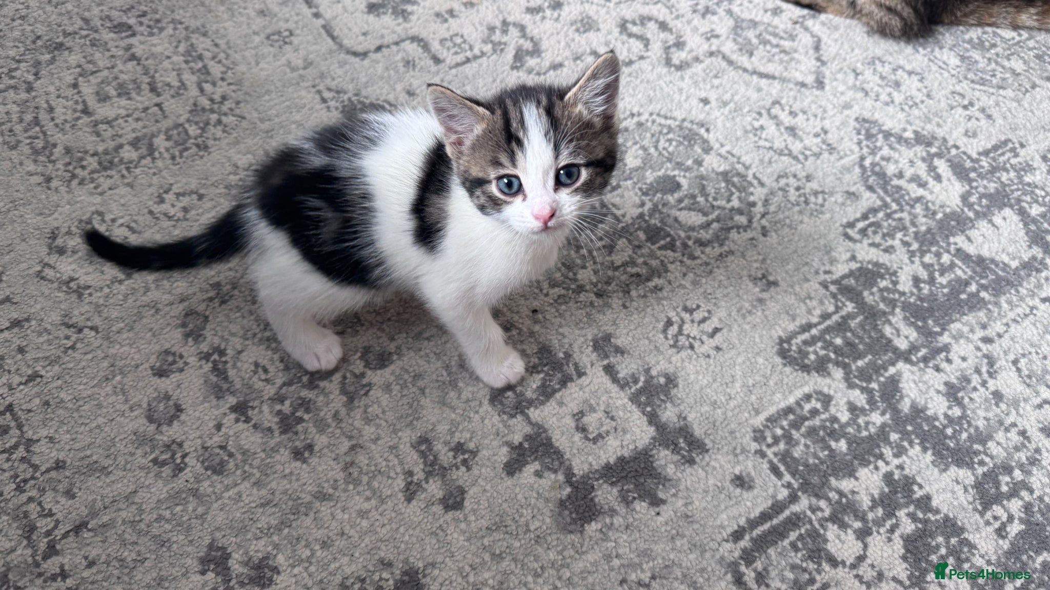 Domestic Shorthair cats Stunning little tabby/black/white girl kitten. - Advert 5