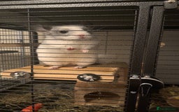 Chinchilla rodents for sale: White Chinchilla  - Image 1