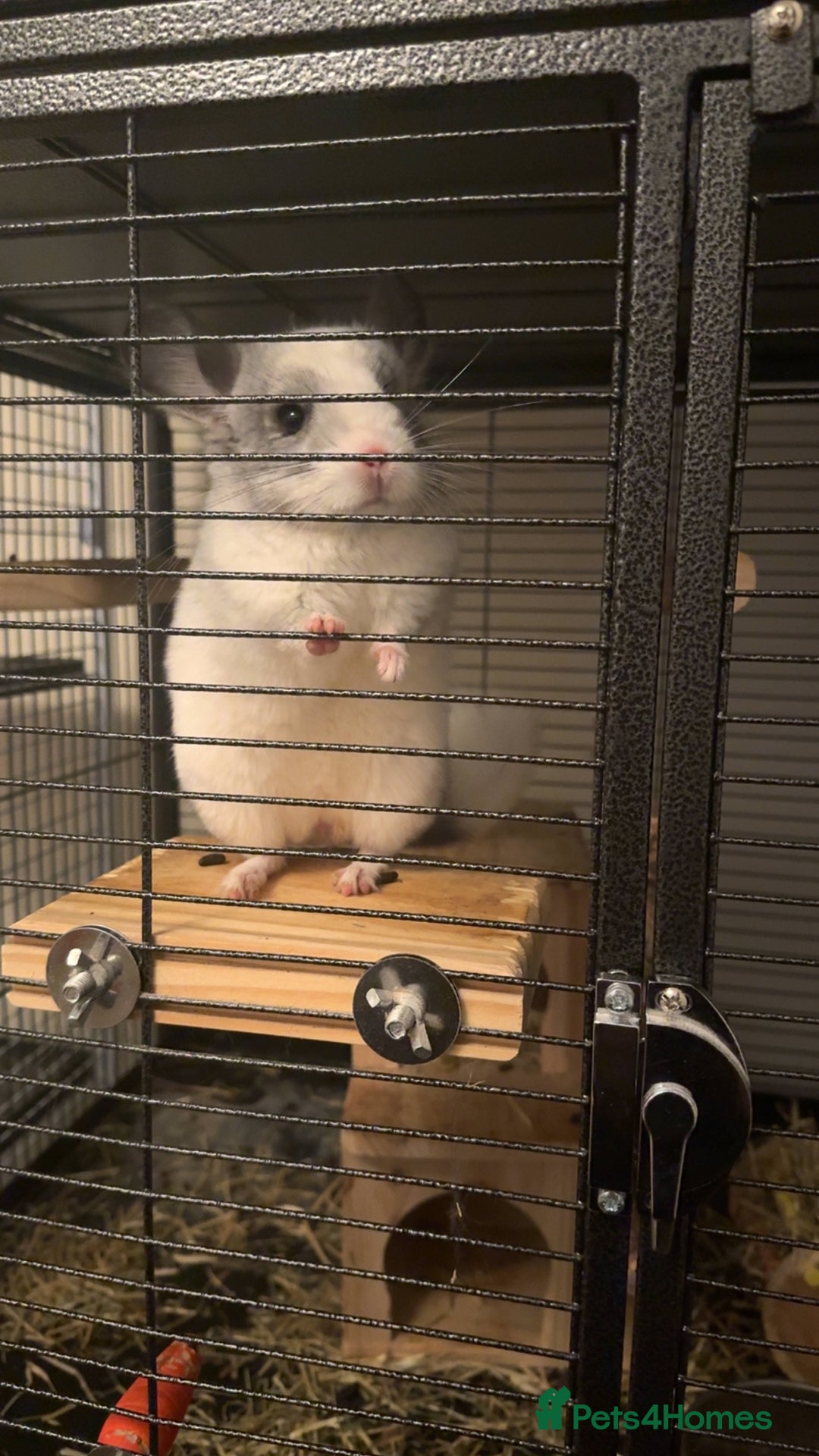 Chinchilla rodents for sale: White Chinchilla  - Image 1