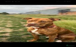 Mixed Breed dogs for sale: Puppies for sale - 8 weeks 29th August! - Image 5