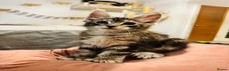Maine Coon cats for sale: Maine coon polydactyls kittens DNA clear TICA reg - Advert 10