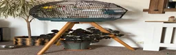 Canaries birds for sale: Canary & cage with stand  - Advert 1