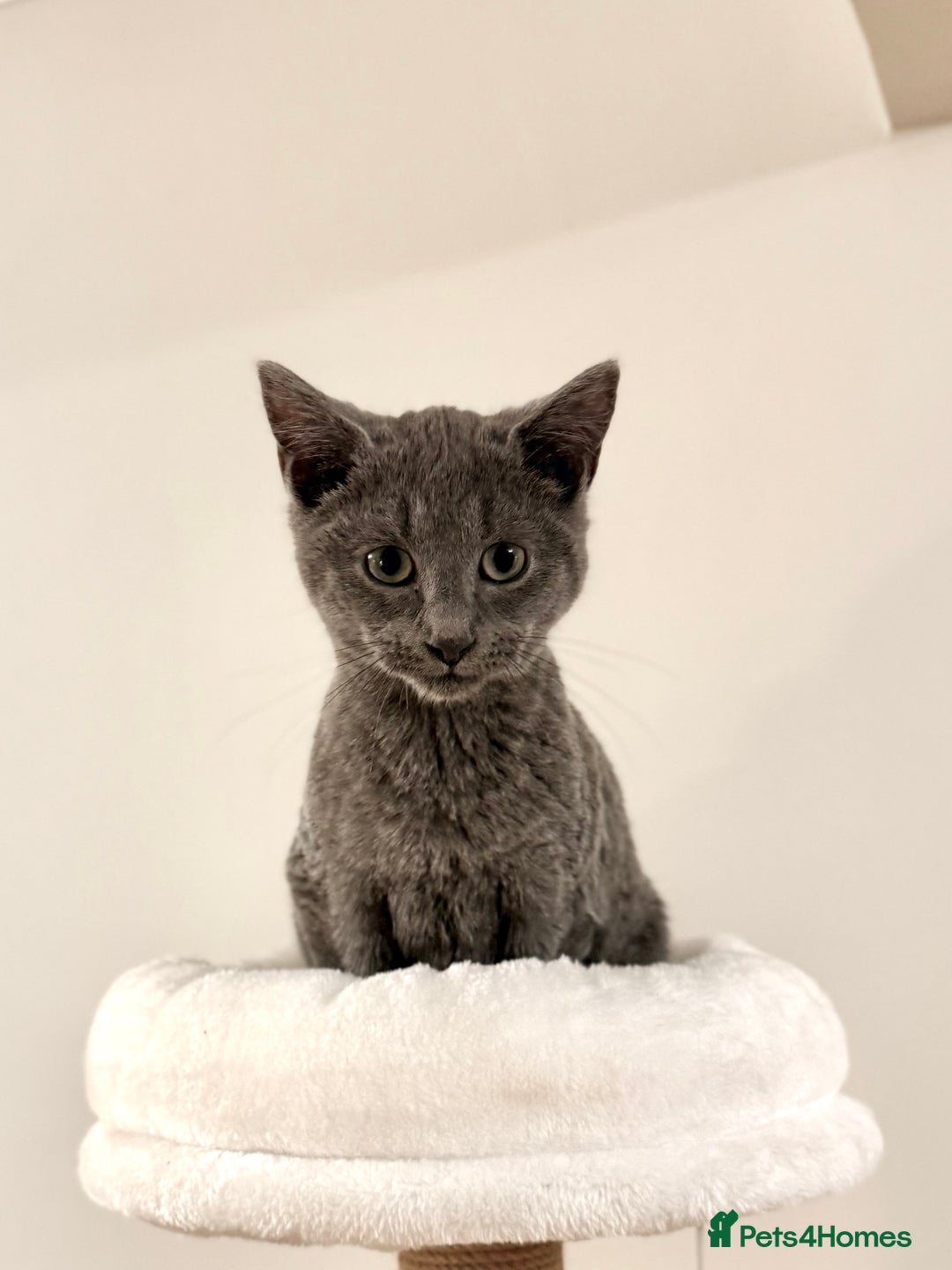 Russian Blue cats for sale: Pure Russian Blue Boy❄️ - Advert 17