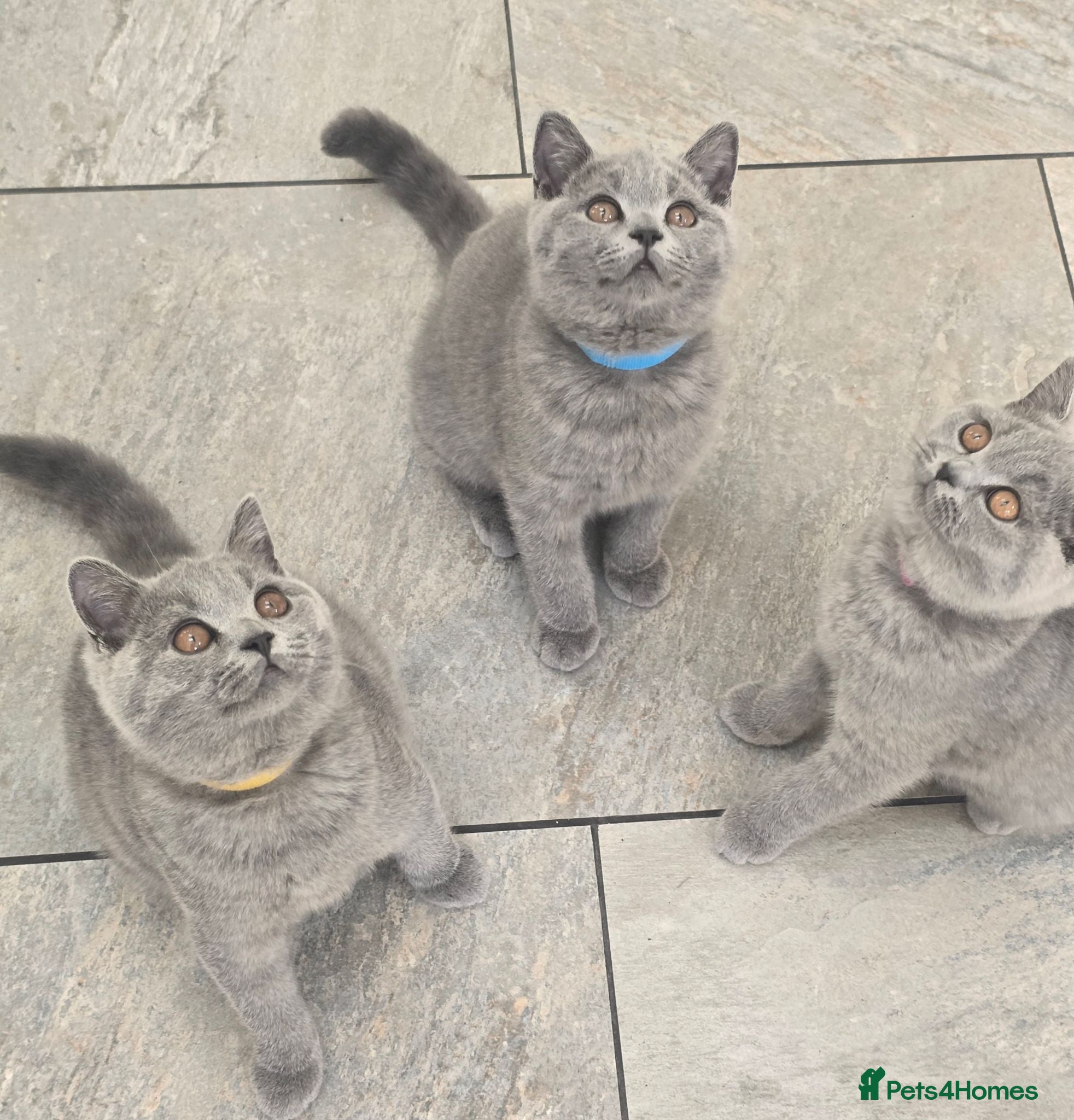 British Shorthair cats Fully Vaccinated Adorable Gorgeous BSH kittens - Advert 2