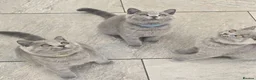 British Shorthair cats for sale: Adorable British Short Hair kittens Full Vaccinate - Advert 10