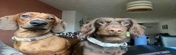 Dachshund dogs for sale: Home-Raised standard Dachshund Puppies - Advert 7