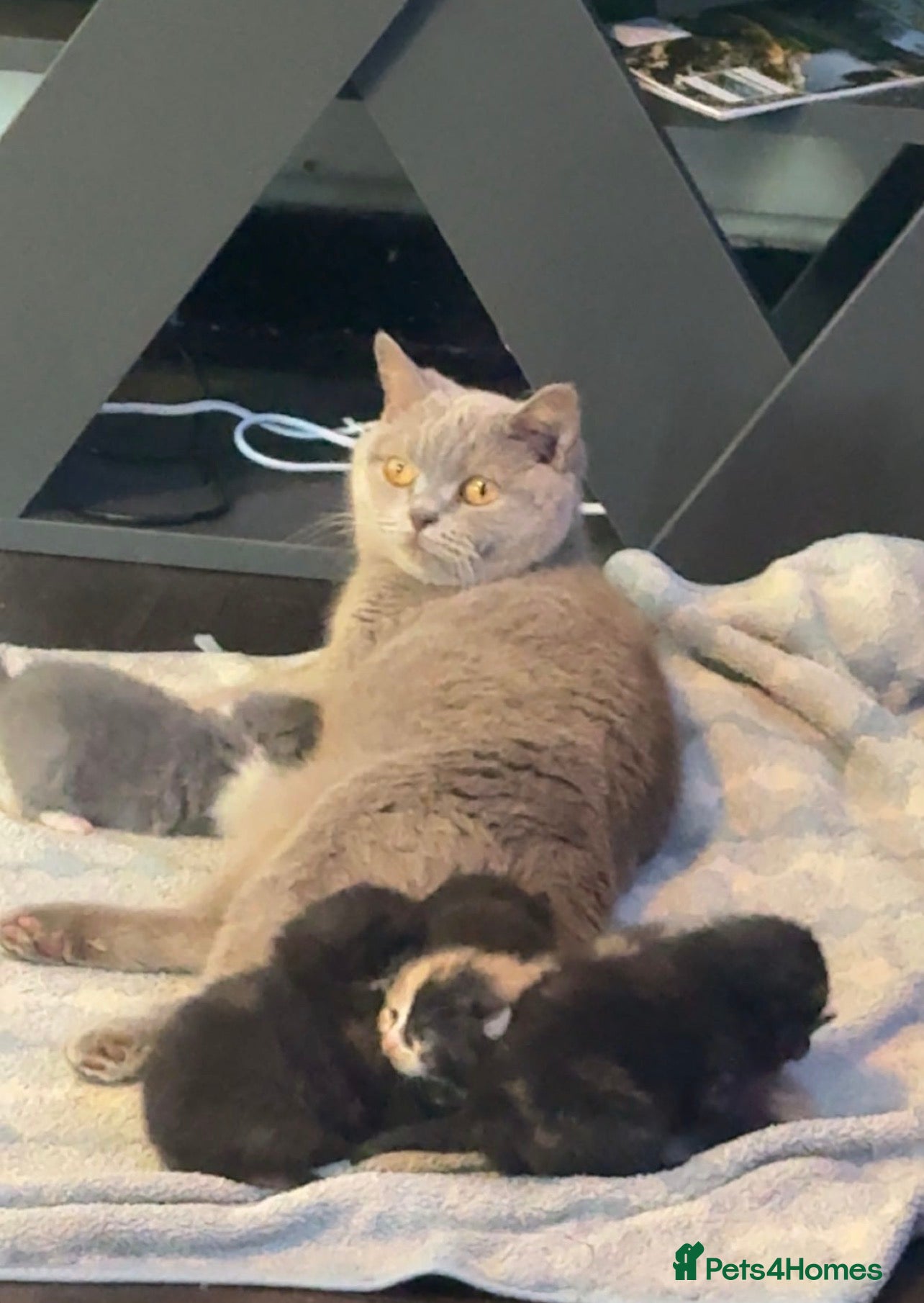British Shorthair cats One beautiful boy left❤️ - Advert 1