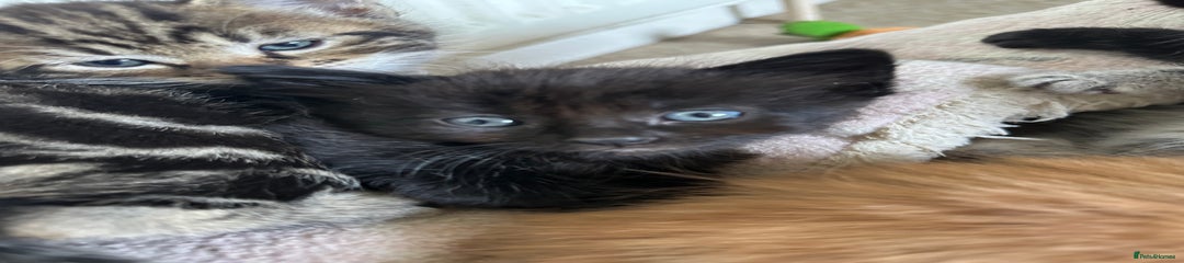 Mixed Breed Kitten 2