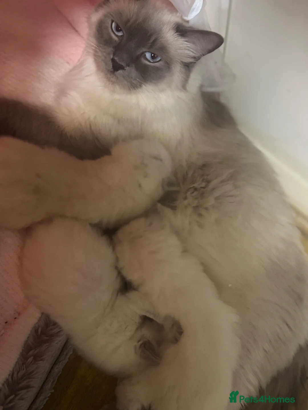 Ragdoll cats for sale: Ragdoll kittens available  - Advert 2