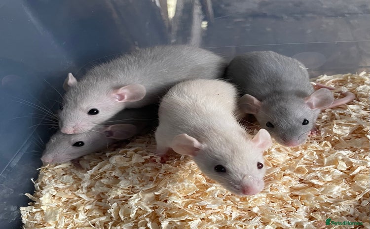 Rat rodents in Beccles - Advert 4