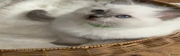 Ragdoll cats for sale: Beautiful TICA Registered Ragdoll Kittens 🩵 - Advert 20