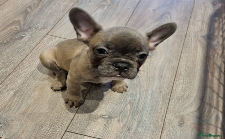 French Bulldog dogs - Advert 4