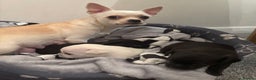 Chihuahua dogs for sale: Beautiful Chihuahua Puppies - Advert 11