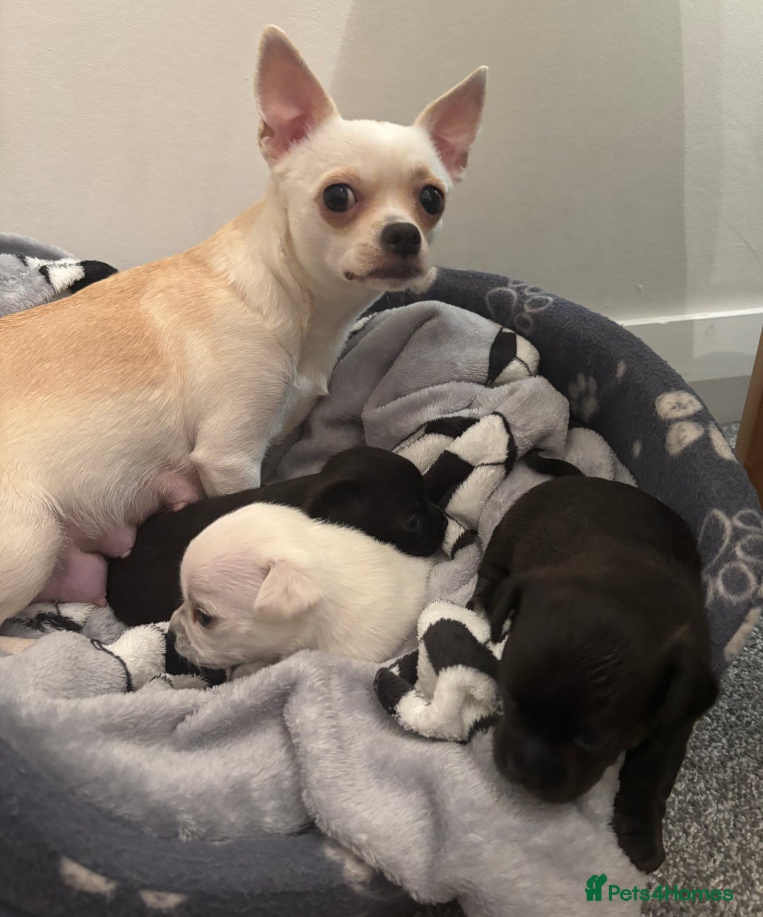 Chihuahua dogs for sale: Beautiful Chihuahua Puppies - Advert 11