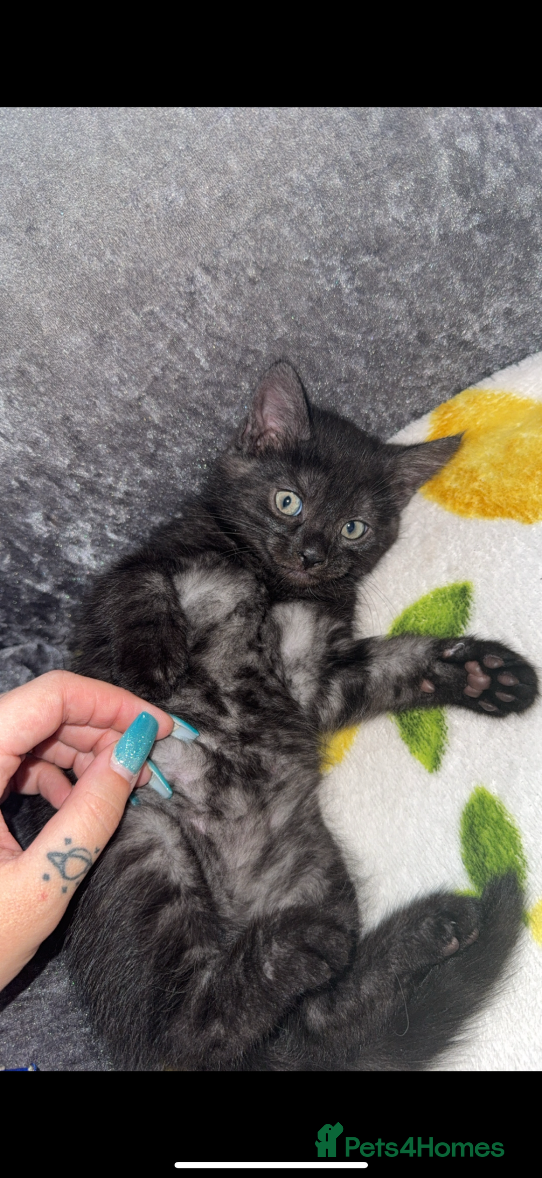 Mixed Breed cats for sale: 2 male kitten - Image 5