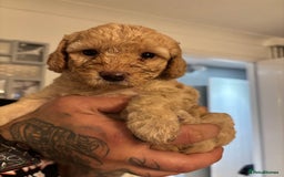 Cockapoo dogs for sale: 7 beautiful pups for sale  - Image 1
