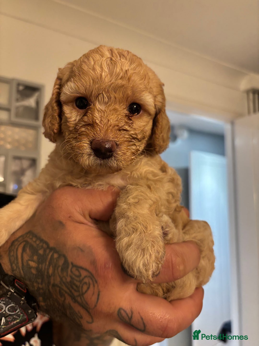 Cockapoo dogs for sale: 7 beautiful pups for sale  - Image 1
