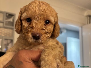 Cockapoo dogs for sale - Advert 1