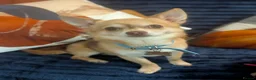 Chihuahua dogs for stud: Beautiful Male Chihuahua for stud - Advert 11