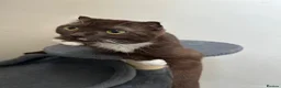 Scottish Fold cats for sale: Scottish fold brown and white cat  - Advert 6