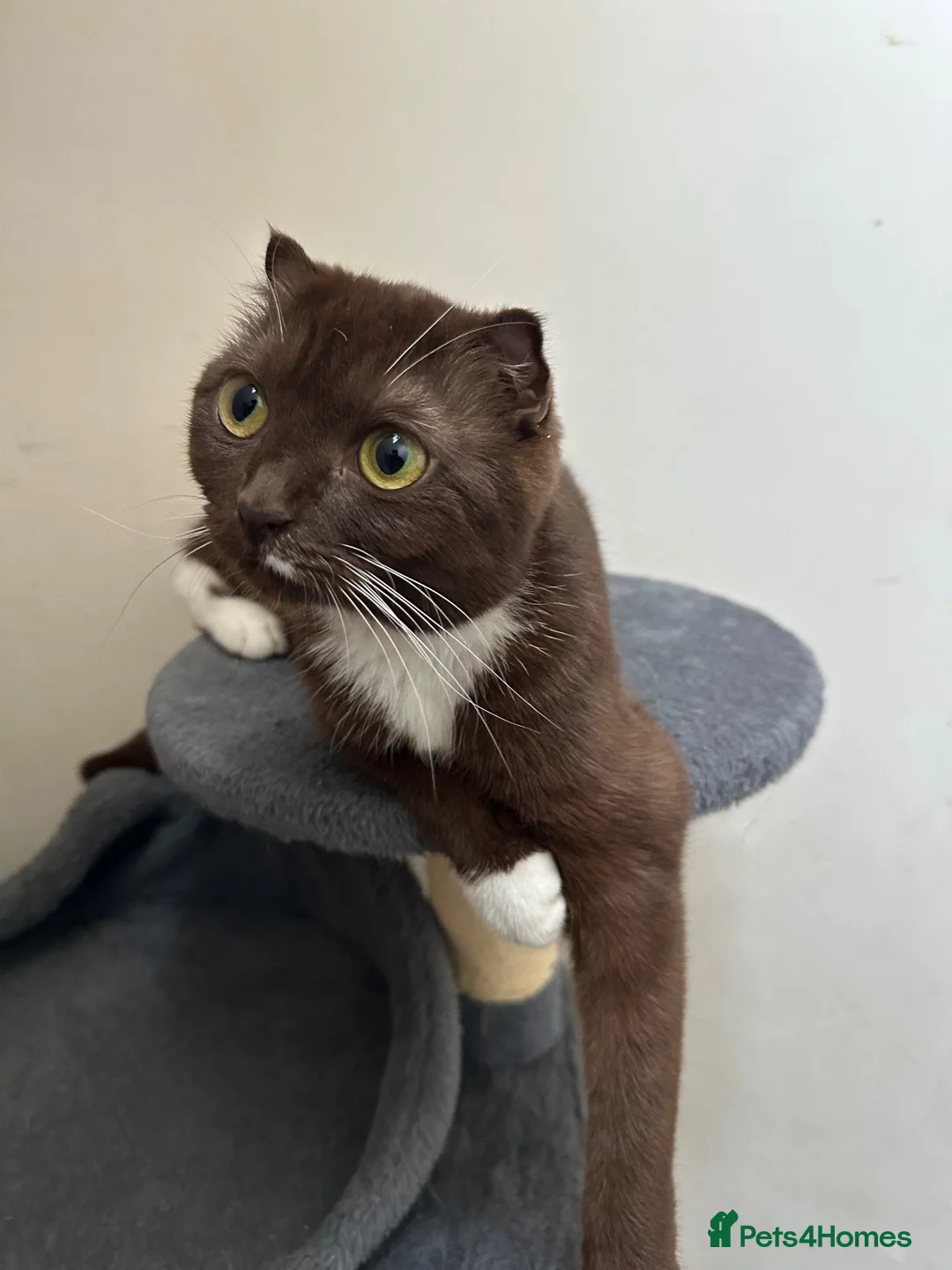 Scottish Fold cats for sale: Scottish fold brown and white cat  - Advert 6