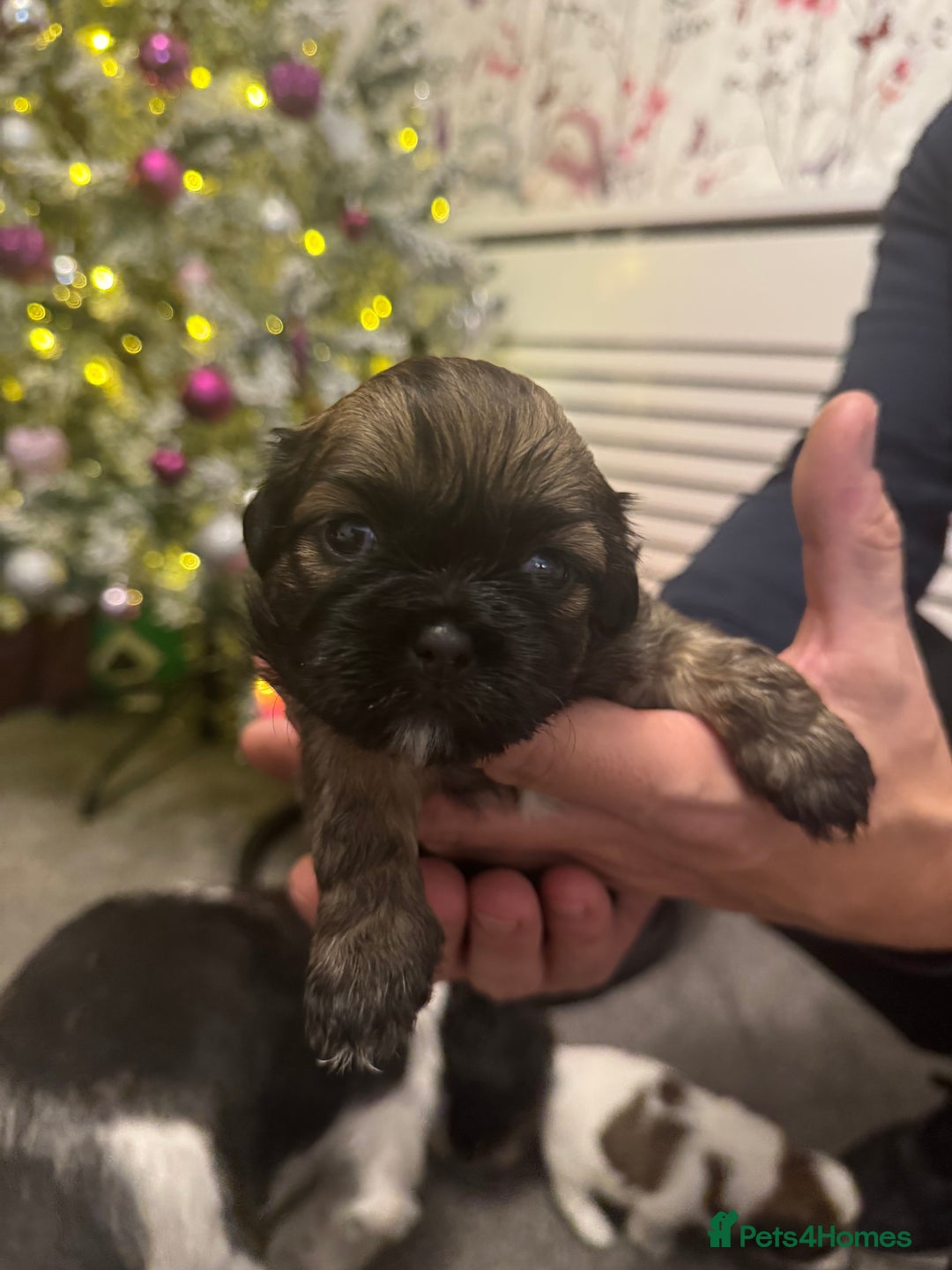 Mixed Breed dogs for sale: Beautiful pups looking for their forever home! - Advert 17