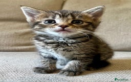Mixed Breed cats for sale: 5 Beautiful fluffy kittens ready to be re-homed ❤️ - Image 21