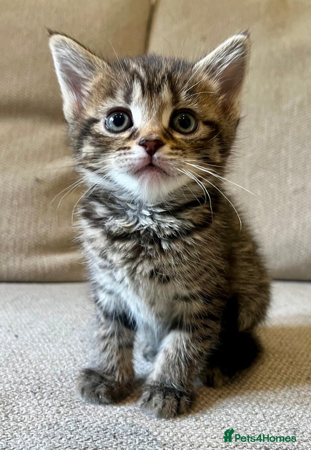Mixed Breed cats for sale: 5 Beautiful fluffy kittens ready to be re-homed ❤️ - Image 21