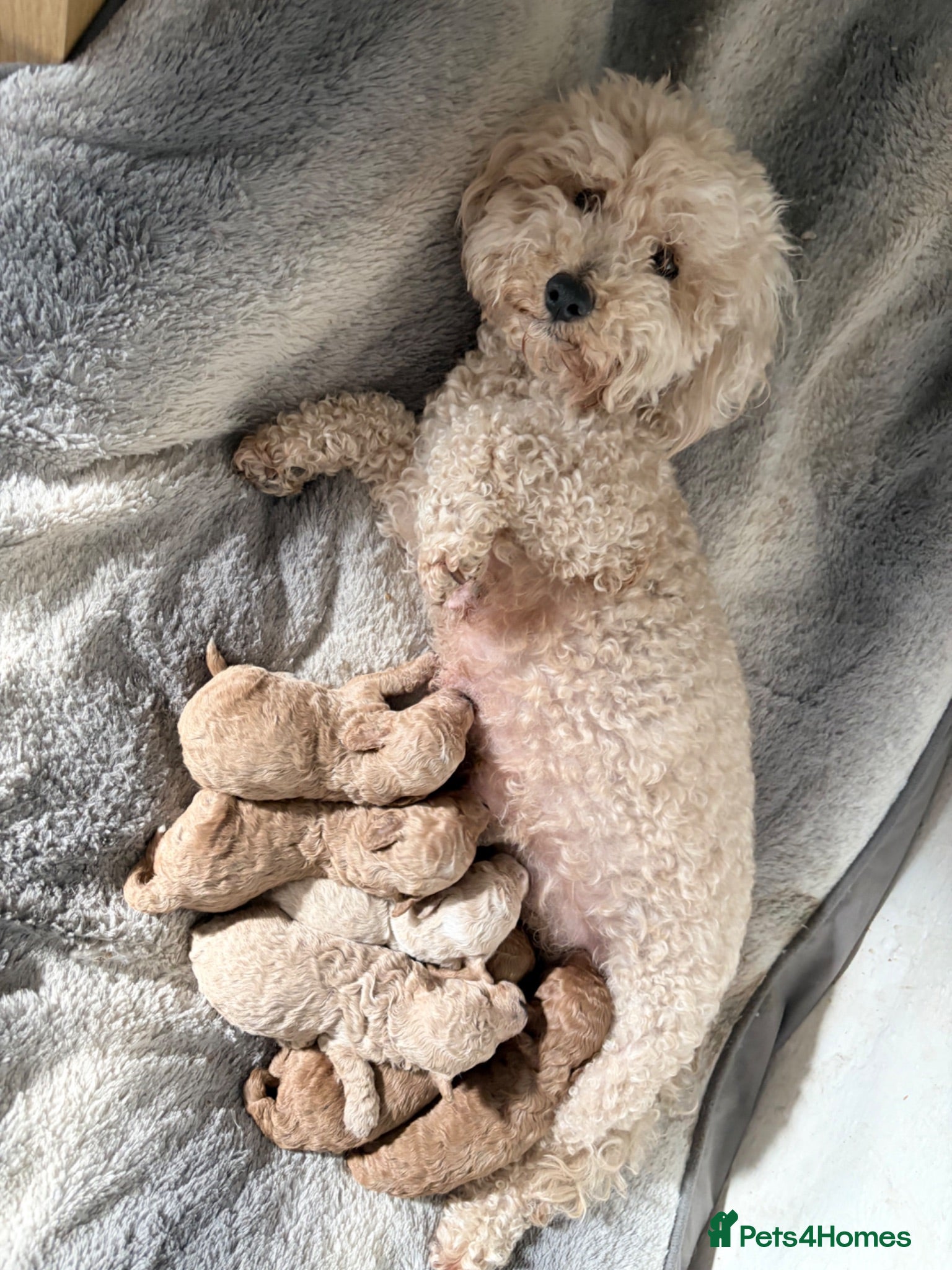Poochon dogs Gorgeous poochon puppies  - Advert 1