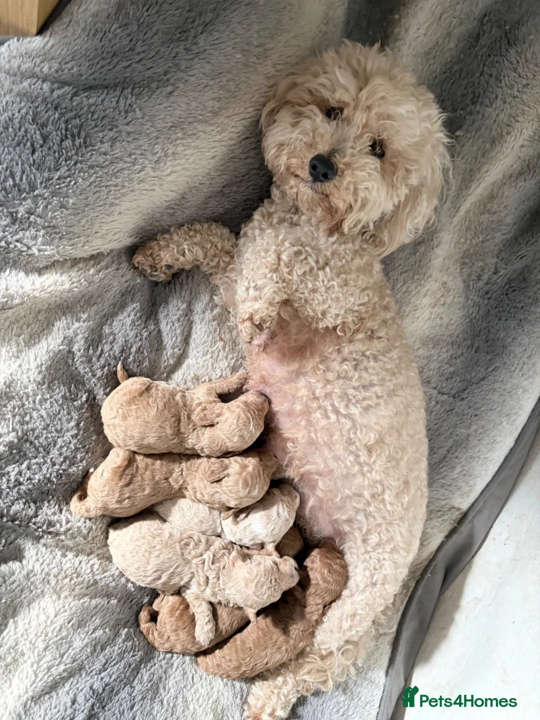 Poochon dogs for sale: Gorgeous poochon puppies  in Nantwich - Advert 1