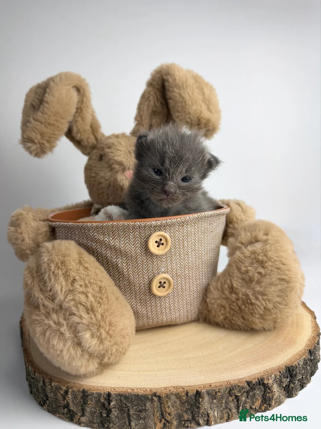 Ragcoon cats for sale: 🤍 RAGDOLL X MC KITTENS | HEALTH-TESTED PARENTS - Advert 21