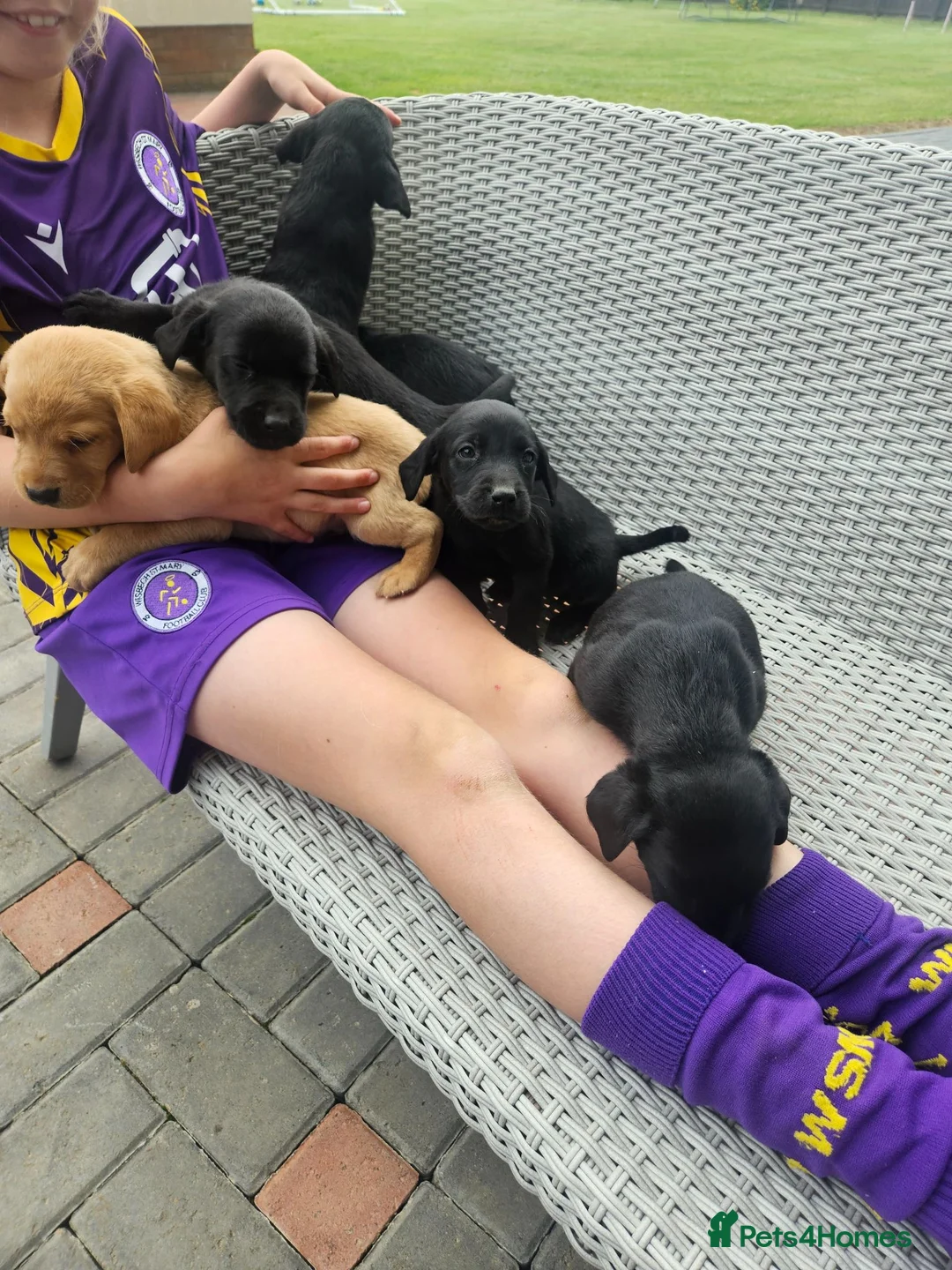 Labrador Retriever dogs for sale: Labrador puppies  - Advert 18