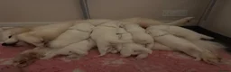 Samoyed dogs for sale: Beautiful bear-faced Samoyeds from homebred litter - Advert 2