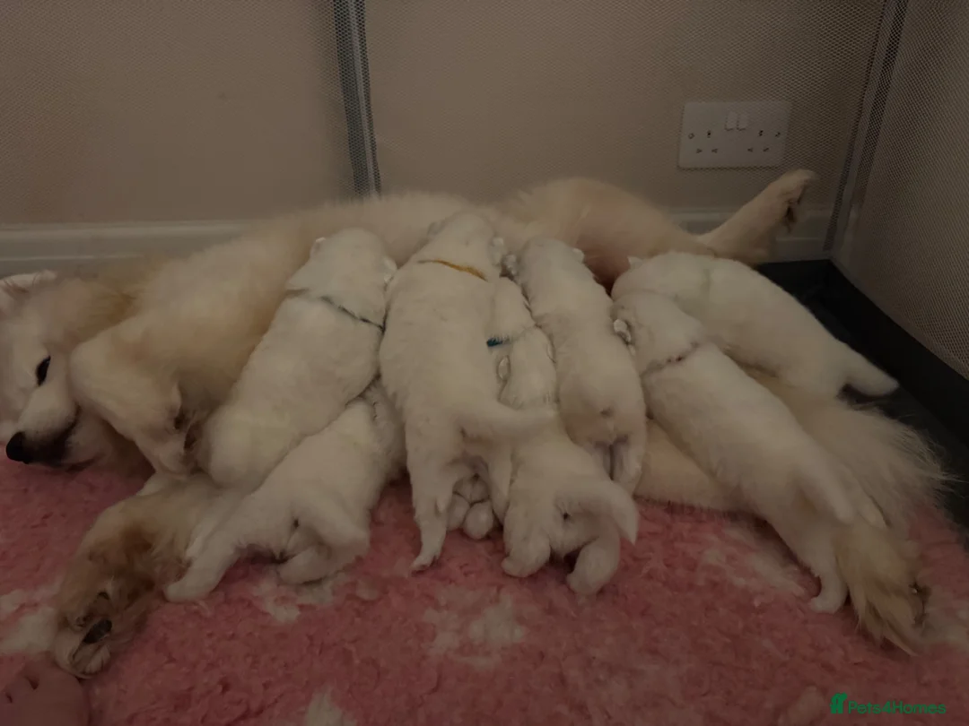Samoyed dogs for sale: Beautiful bear-faced Samoyeds from homebred litter - Advert 2