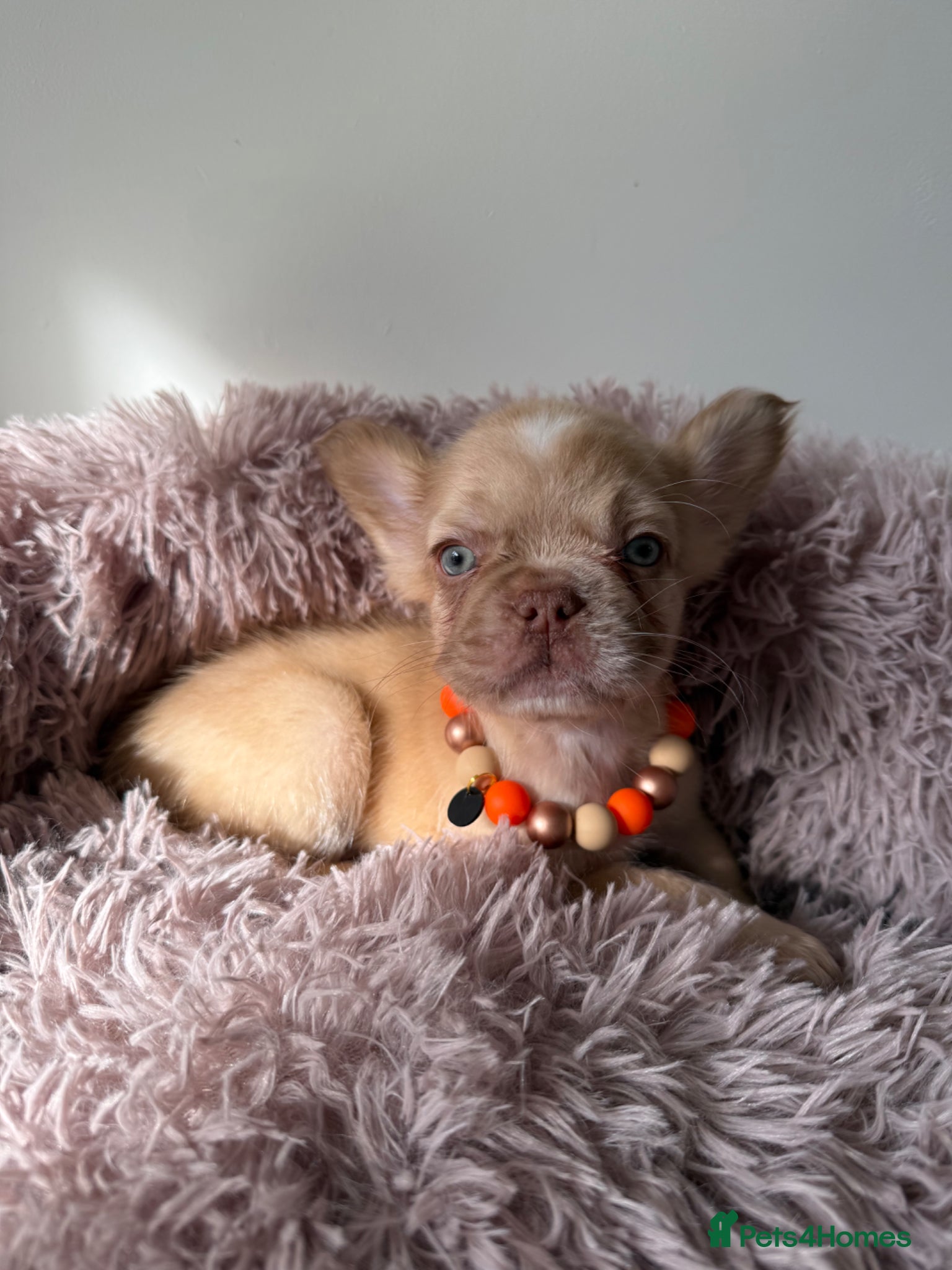 French Bulldog dogs Reduced Full fluffy frenchies. Ready to leave ❤️ - Advert 11