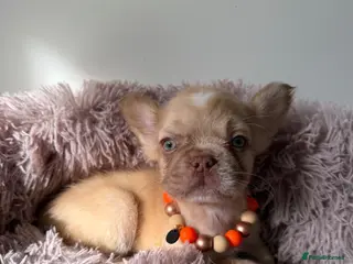 French Bulldog dogs Reduced Full fluffy frenchies. Ready to leave ❤️ - Advert 3