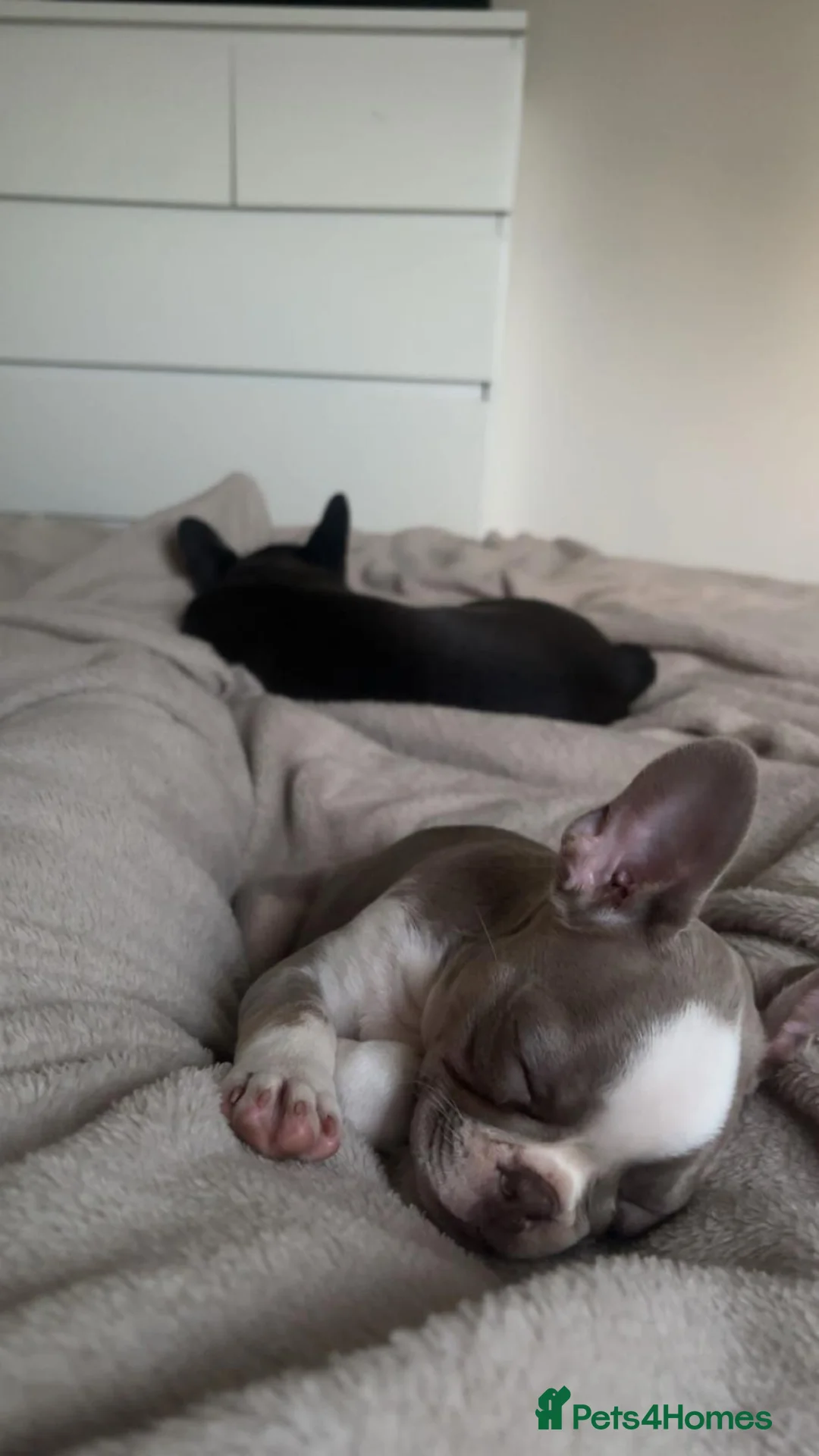 French Bulldog dogs for sale: 2 stunning french bulldog sisters - Advert 5