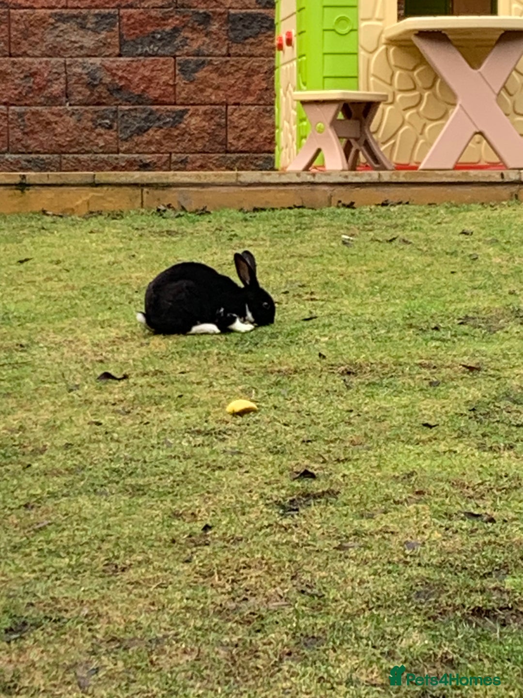 Rex rabbits for sale: Male Rex rabbit for sale  - Advert 2