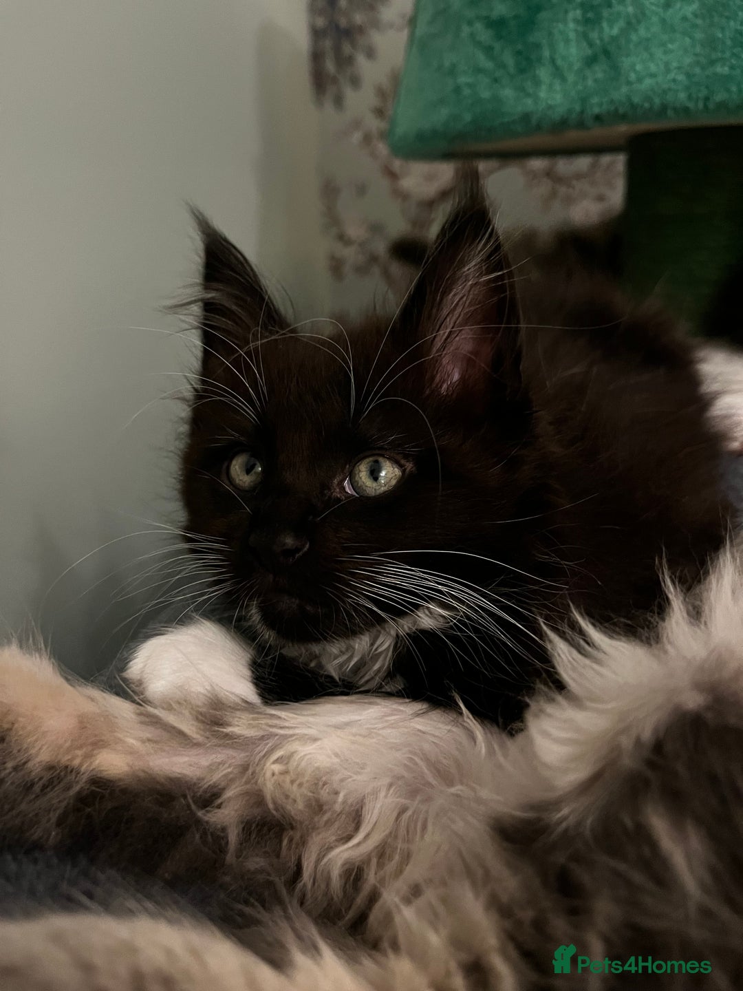 Maine Coon cats for sale:  Pedigree Maine Coon kittens - Advert 29