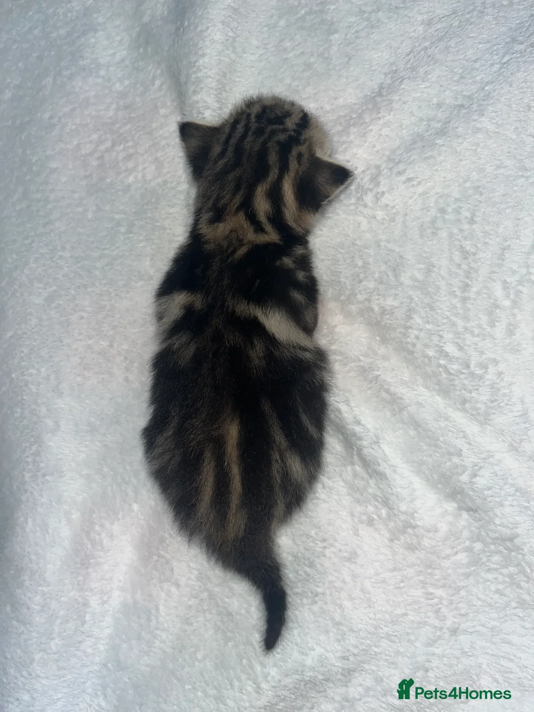 Mixed Breed cats for sale: Gorgeous tabby’s  - Advert 2