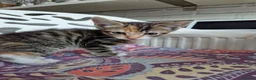 Mixed Breed cats for sale: Khao Manee mix kittens for sale  - Advert 16