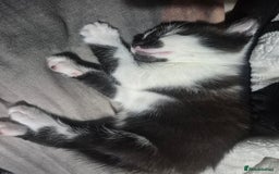 Mixed Breed cats for sale: Kitten  - Image 1